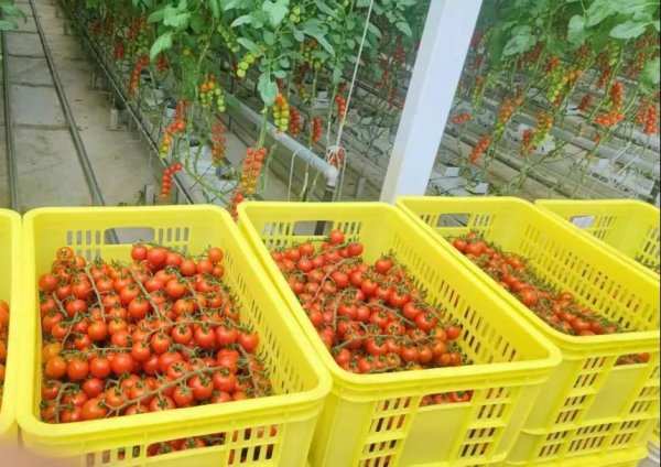 要配资 水发神农智慧温室：600斤番茄的“高效旅程”